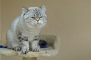 BRITISH SHORTHAIR 010